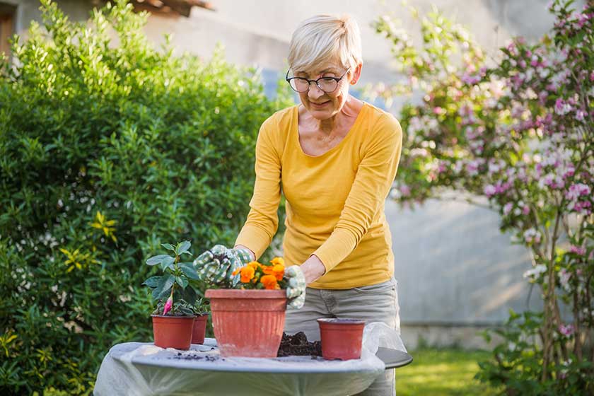 Happy senior woman gardening in her yard. She is planting flowers.